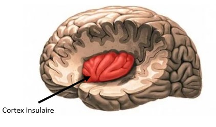 cortex insulaire